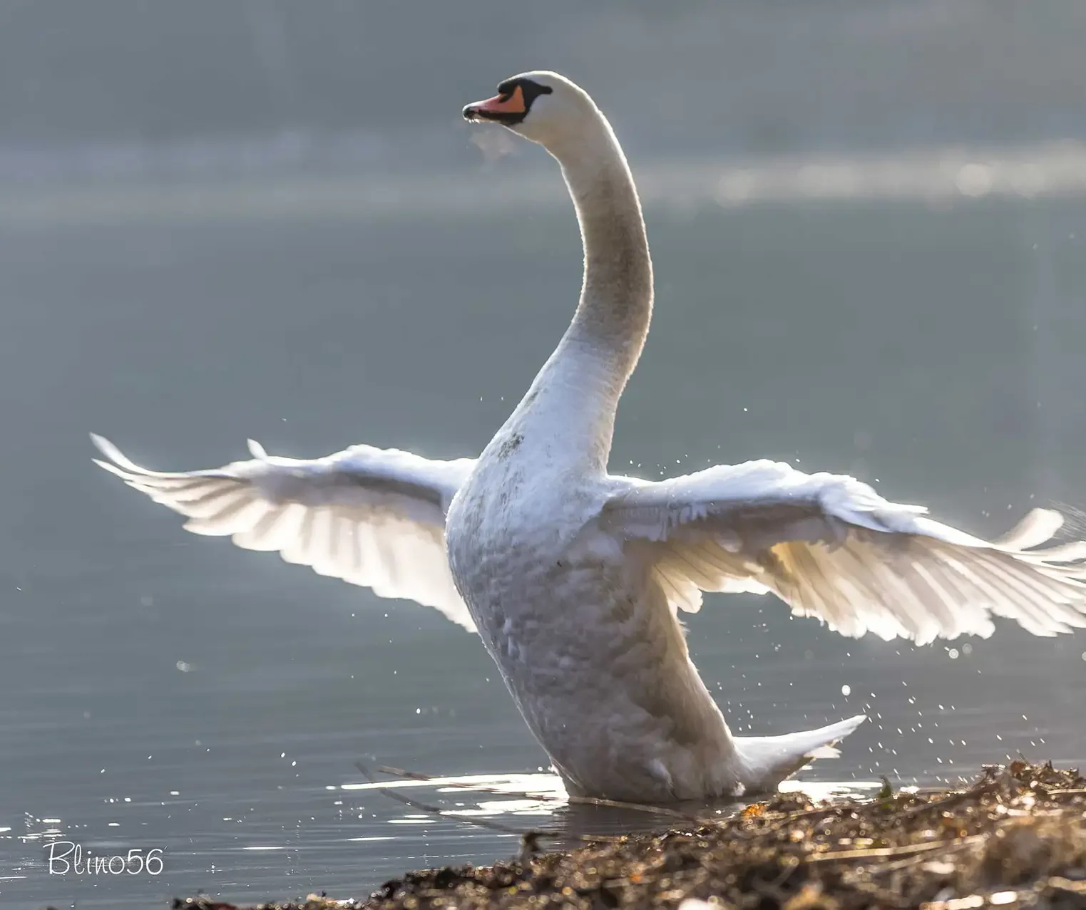 Riserva Naturale Pian Di Spagna